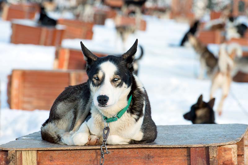 Huskytochten tromso