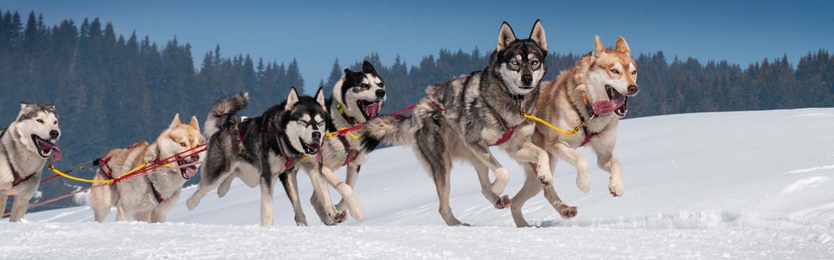 Husky Tours Tromsø