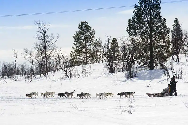 husky sledetochten tromso husky sledetochten tromso