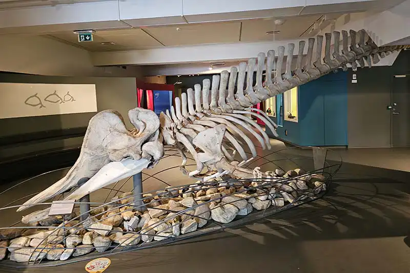 Norway's Arctic University Museum Norway's Arctic University Museum