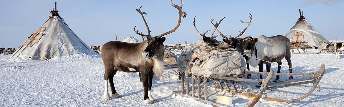 Sami en rendiertours Tromsø