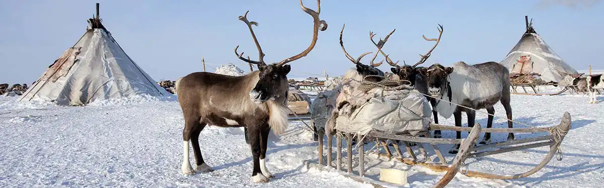 Sami en rendierboederij Tromsø Sami rendieren Tromsø