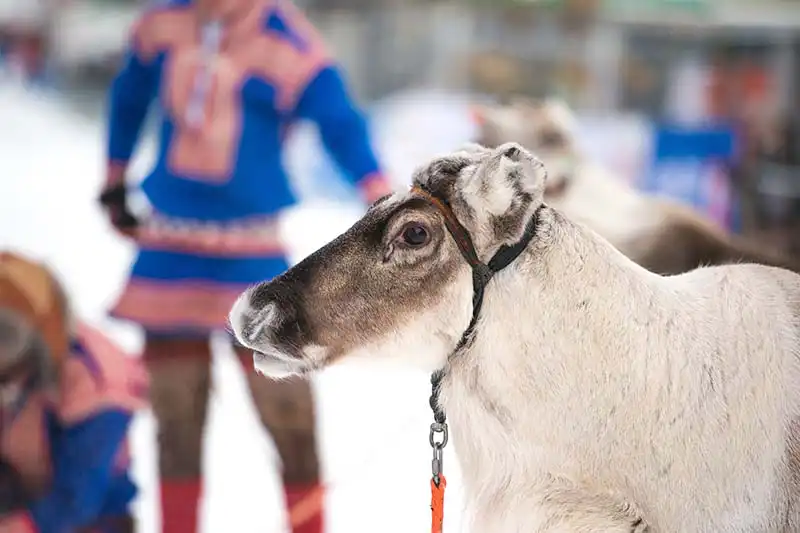 Sami rendierboerderij Sami rendierboerderij