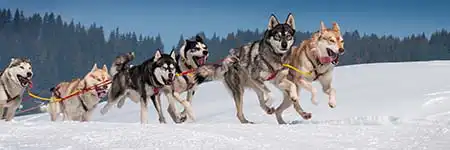 Huskytochten Tromsø Huskytochten Tromsø
