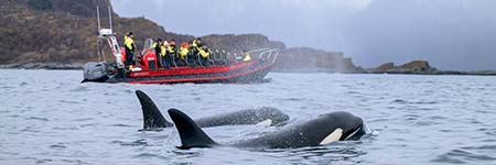 walvis Tours Tromsø