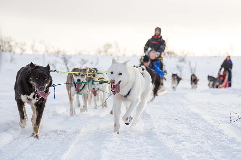 Wat te doen in Tromsø Noorwegen