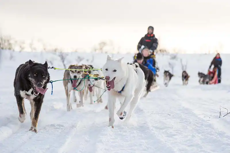 Wat te doen in Tromsø Noorwegen Wat te doen in Tromsø Noorwegen