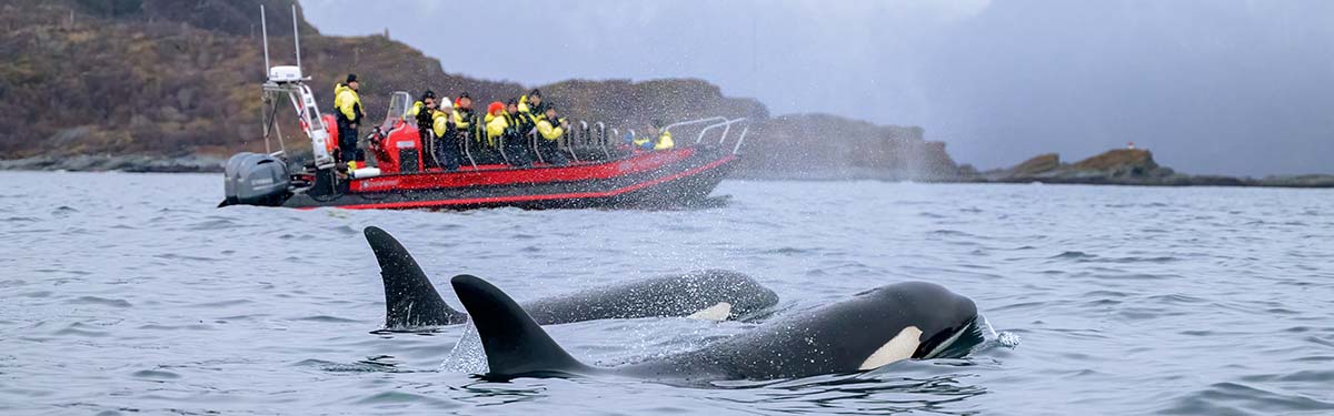 Walvistours Tromsø