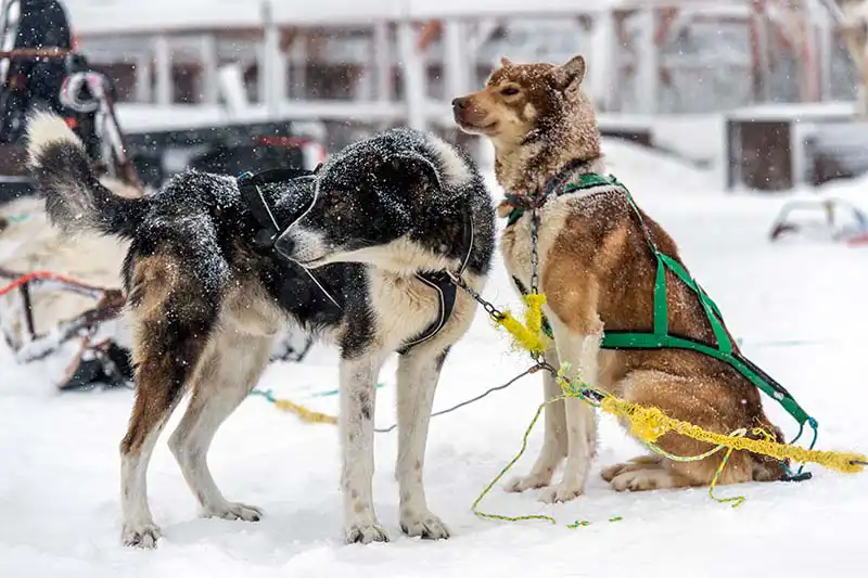Bezienswaardigheden Tromsø Bezienswaardigheden Tromsø